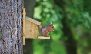 Tucking in: a hungry member of Skelwith Fold's red squirrel colony feeds on the park's special aniseed food mix