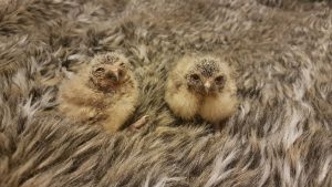 Soft landing: the newly hatched burrowing owls will be forming a close bond with the park's professional falconers