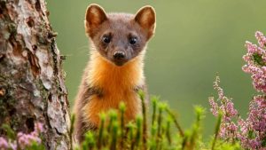 Pine martens, related to otters, are likely to take up residence in the trees