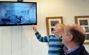 Inside the house: guests egg on the great tit as it fashioned its nest and brought four tiny chicks into the world