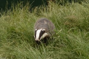 The Badger Protection Act Strikes Again