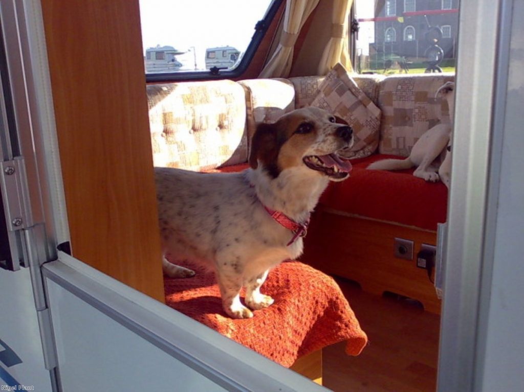 Leaving a window open with a bowl of water may not be enough to protect the animal against heatstroke