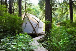 Save up to a third at Camping in the Forest sites this summer