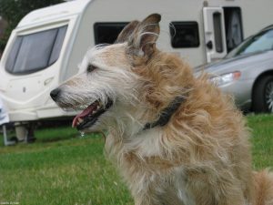 Taking a dog on a European caravan holiday is set to become easier