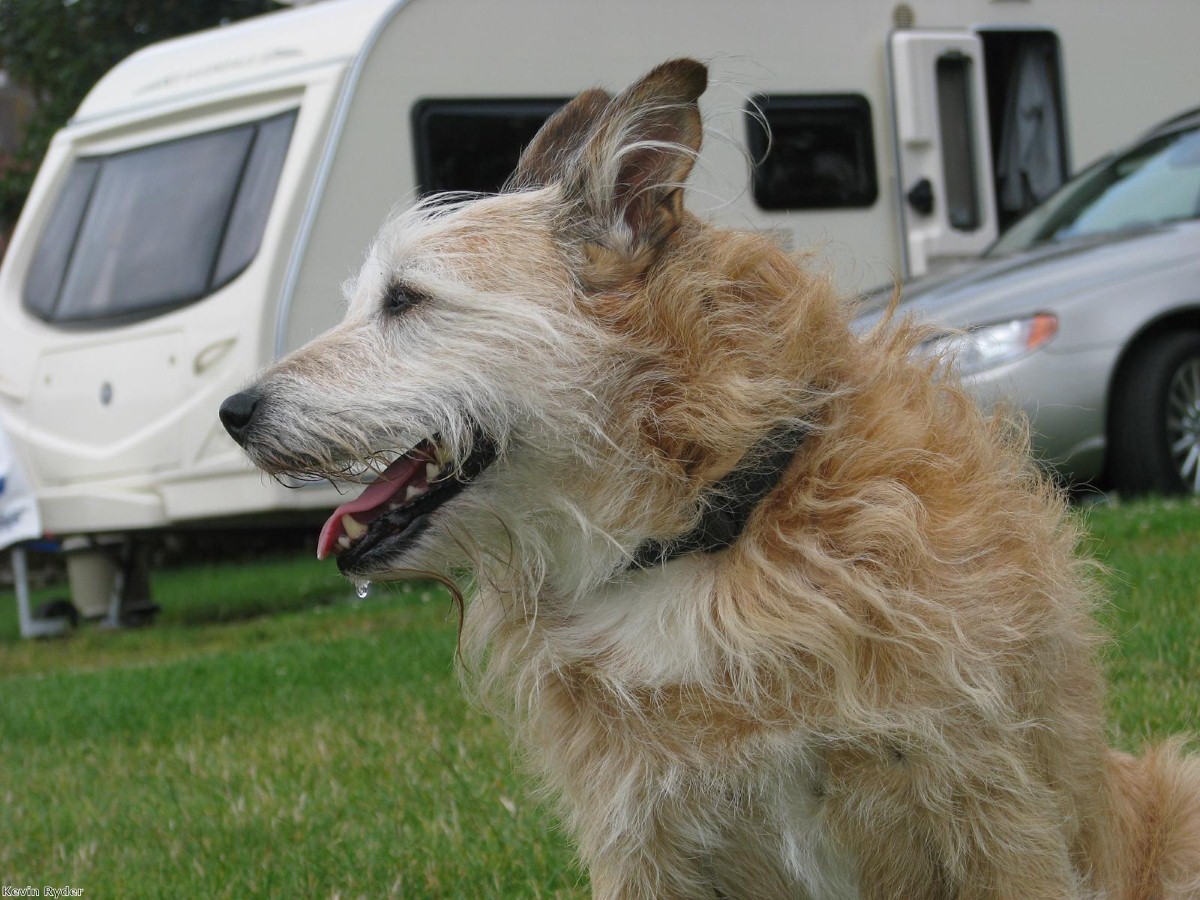 There's no reason to leave our best friends behind while camping