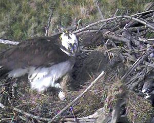 A pair of ospreys have produced their first egg near a five-star caravan site in Wales