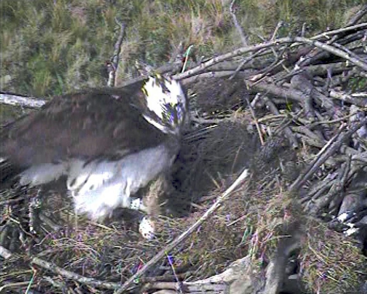 The new arrivals were greeted with much excitement