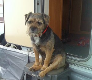Meet Barney, the winning entry in our Dogs & Caravans photo competition