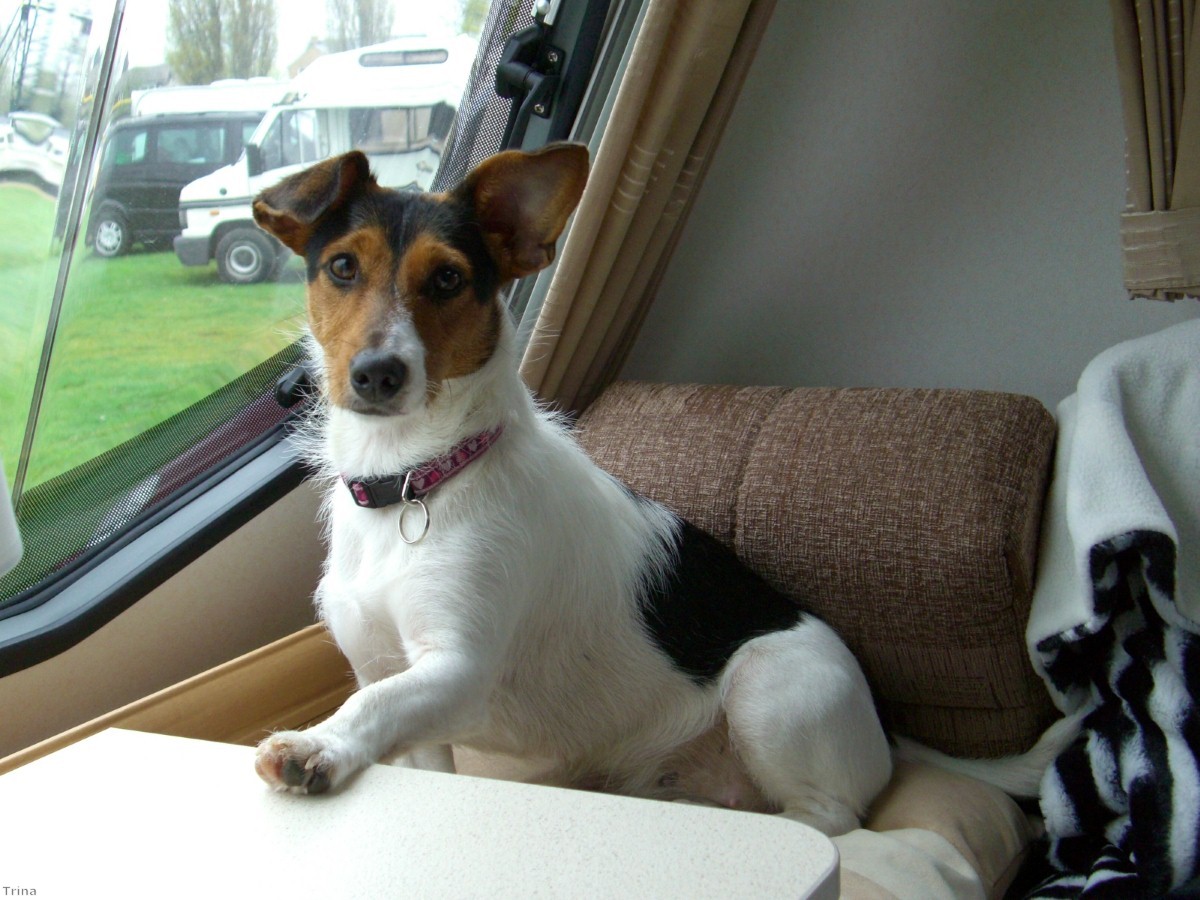 Like it or not, dogs in caravans are here to stay