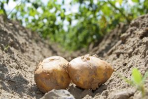 Potato patch deemed as better use of land than caravan site