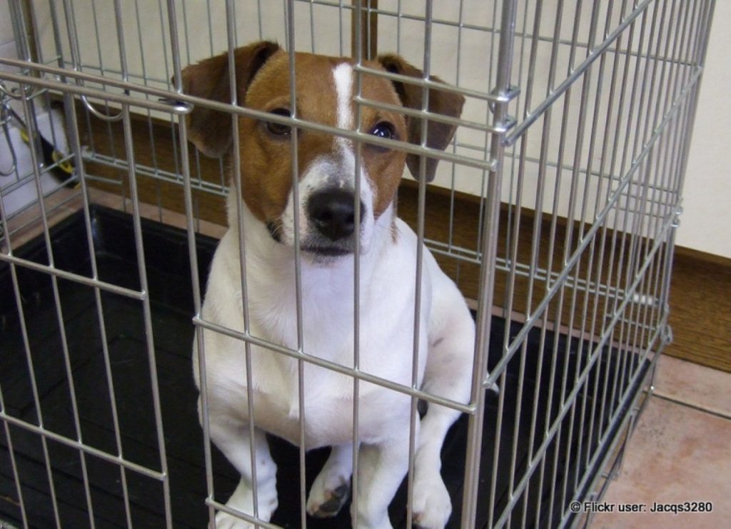 The woman in question kept three puppies in cramped conditions