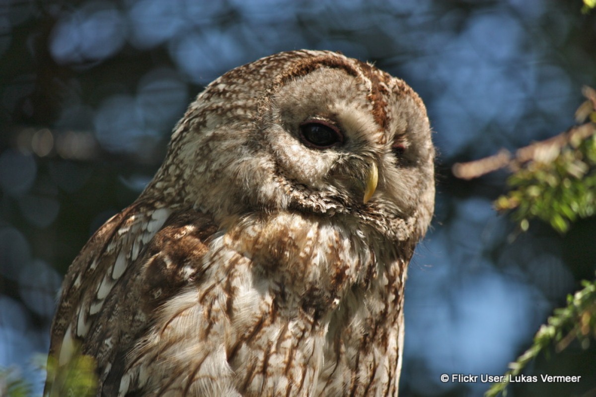 The latest residents at Lydford Caravan & Camping Park are very territorial