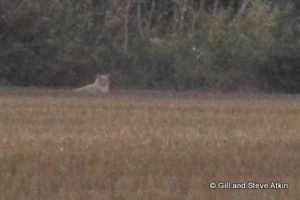 The 'lion' was spotted in Essex