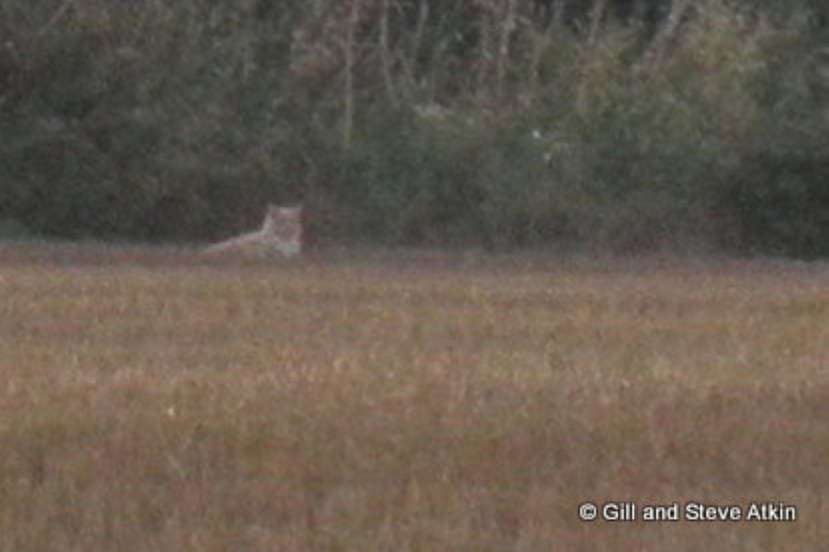 The 'lion' was spotted in Essex