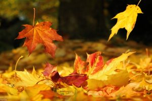 Enjoy the autumn with these great events at a Camping and Caravanning Club site