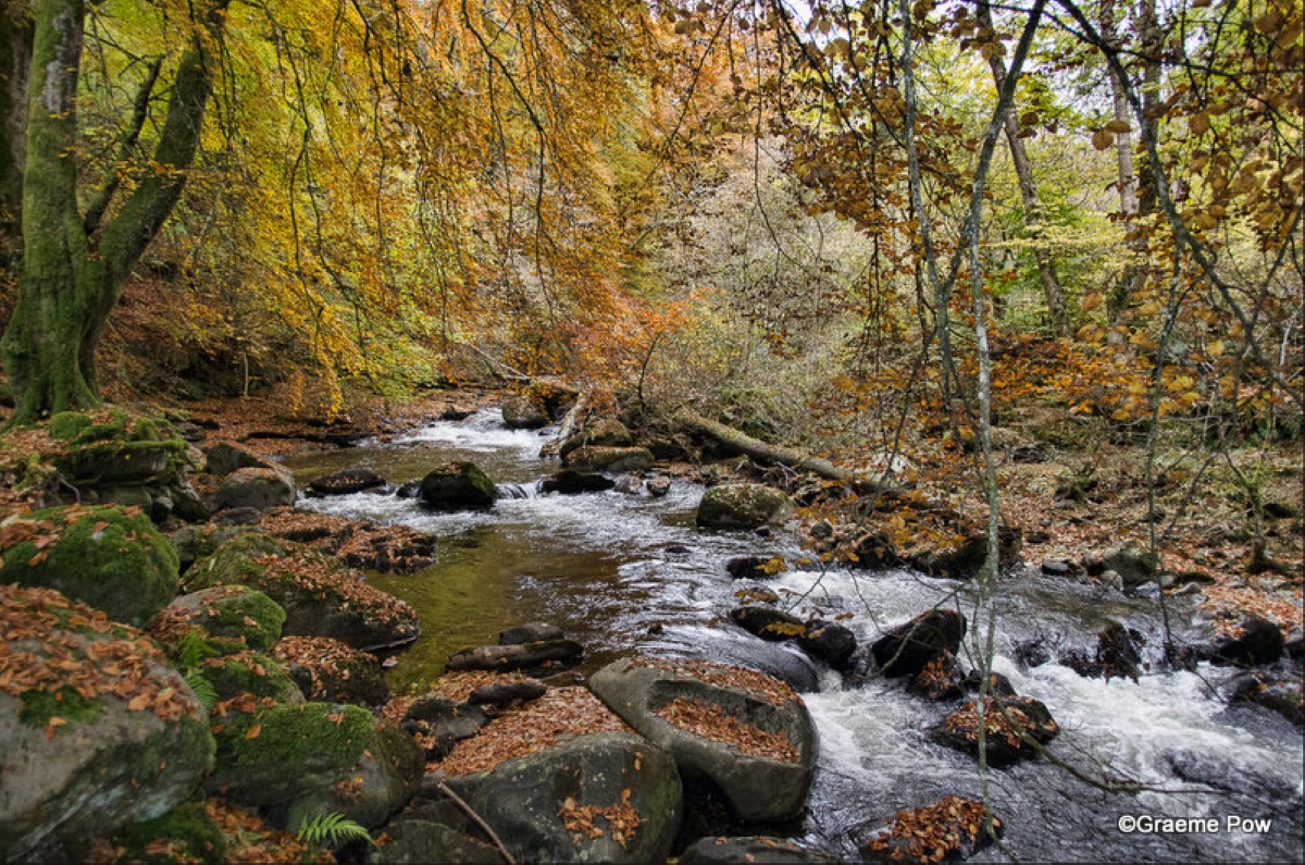 Aberfeldy caravan park is next to a forest