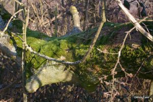 Ash trees are at a large risk all over Britain
