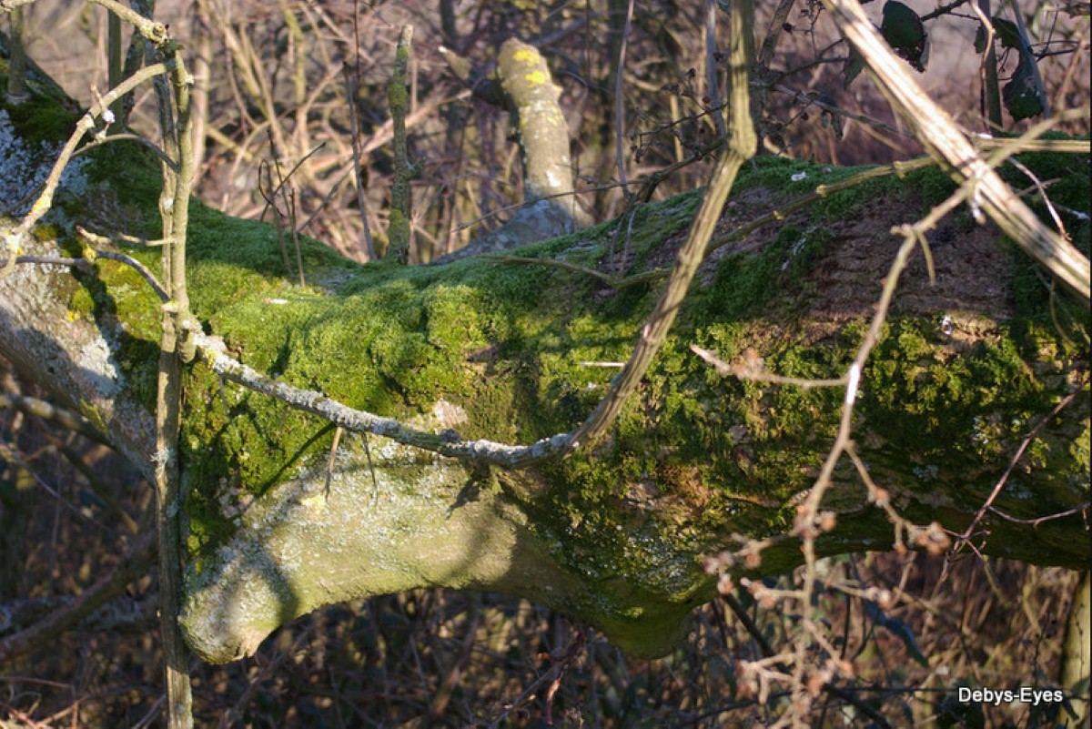 Ash trees are at a large risk all over Britain