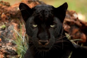 A suspected panther was seen strolling near a caravan park