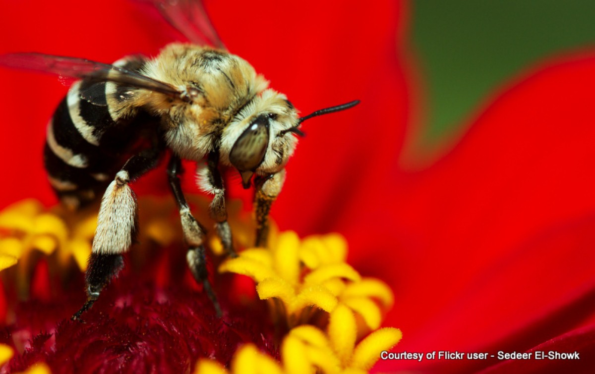 The park has been doing all it can to encourage the bees to come to the site by creating imaginative habitation projects