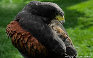 The Harris Hawk is popular in the sport of falconry