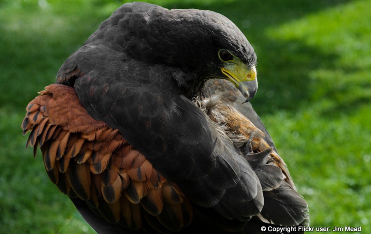 The Harris Hawk is popular in the sport of falconry