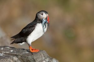 Puffins are not an unusual sight on the shores of Somerset