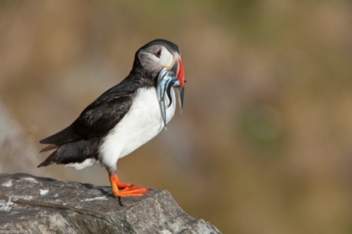 Puffins are not an unusual sight on the shores of Somerset