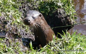 Who knows what you might encounter on your next caravan holiday?
