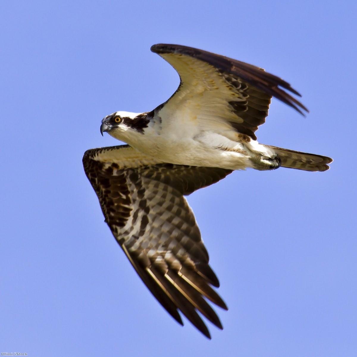 Osprey numbers in the UK are slowly recovering thanks to `Operation Osprey`
