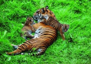 Caravanners can visit the triplet tiger cubs at Flamingo Land Resort Yorkshire
