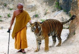 A monk at Tiger Temple, Thailand, just taking the pet out for a walk