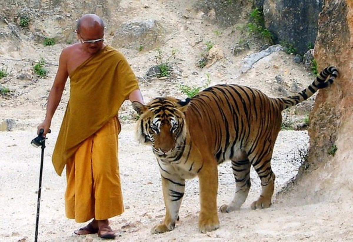 A monk at Tiger Temple, Thailand, just taking the pet out for a walk