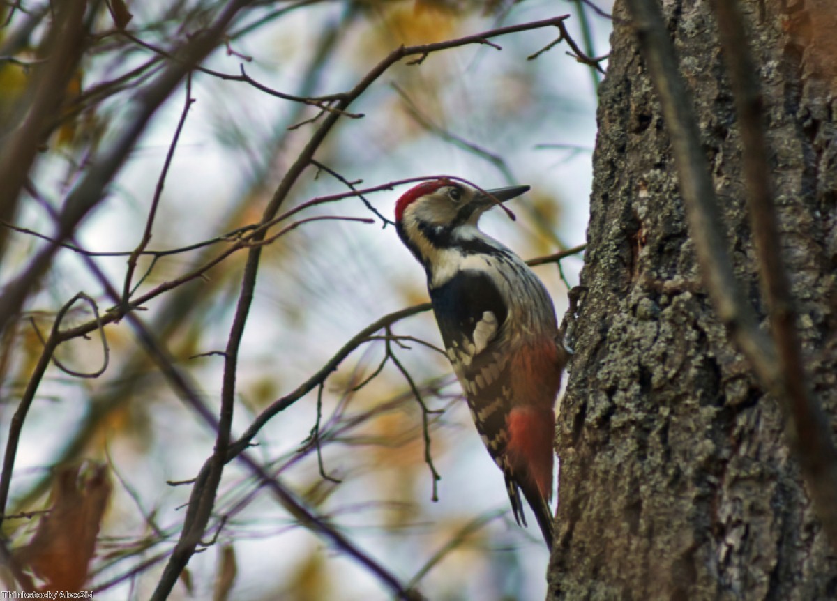 Plans for a Suffolk touring park have faced opposition concerning the terminal effect it could have on local wildlife