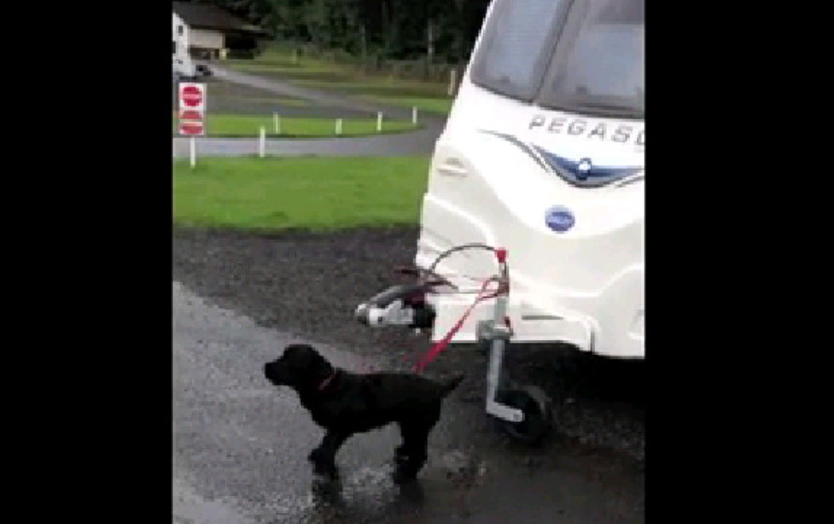 Save on fuel and give your super dog a workout!