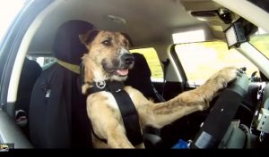 Driving canines, what will they think of next