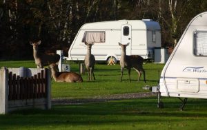 Deer, dragonflies, fishing and quiet woodlands await you at the Back of Beyond park!