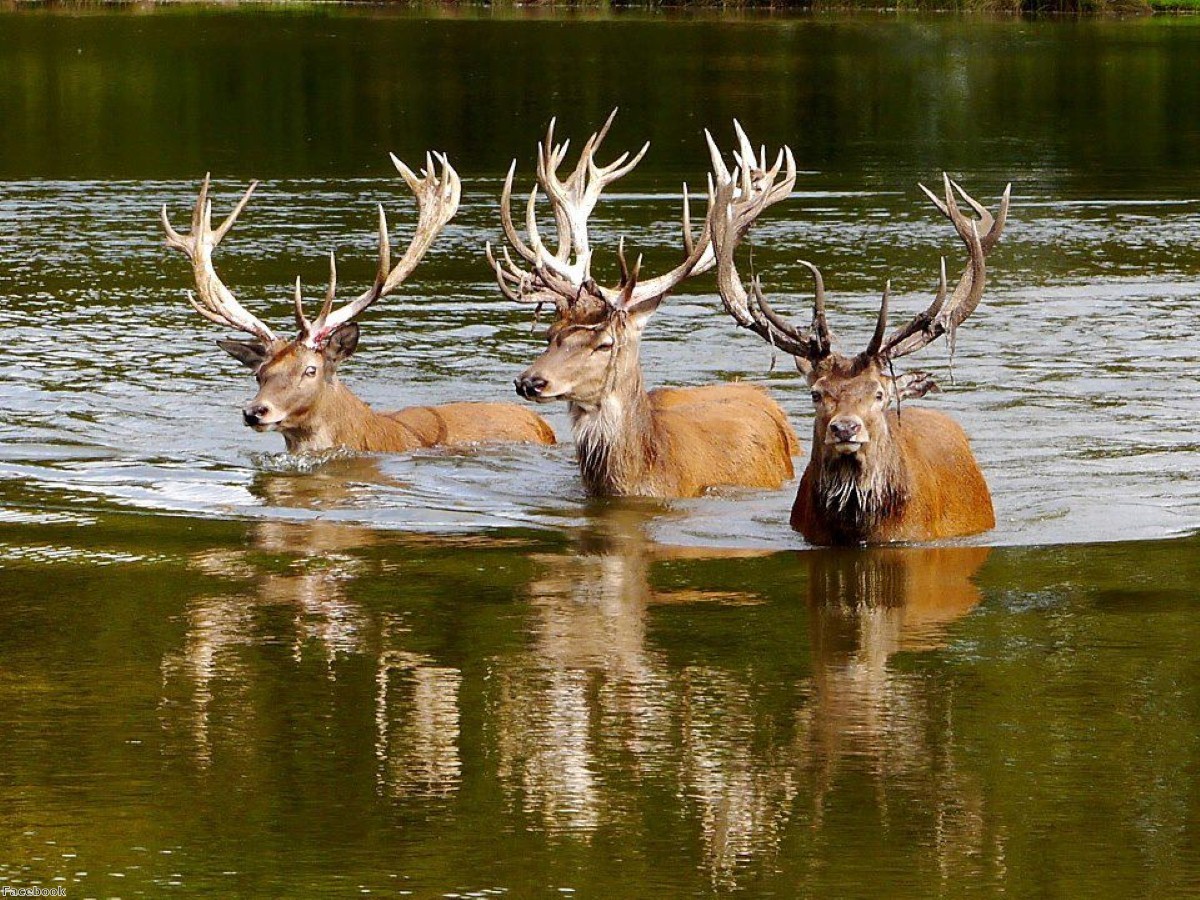 The three hundred acre park is home to herds of red and fallow deer