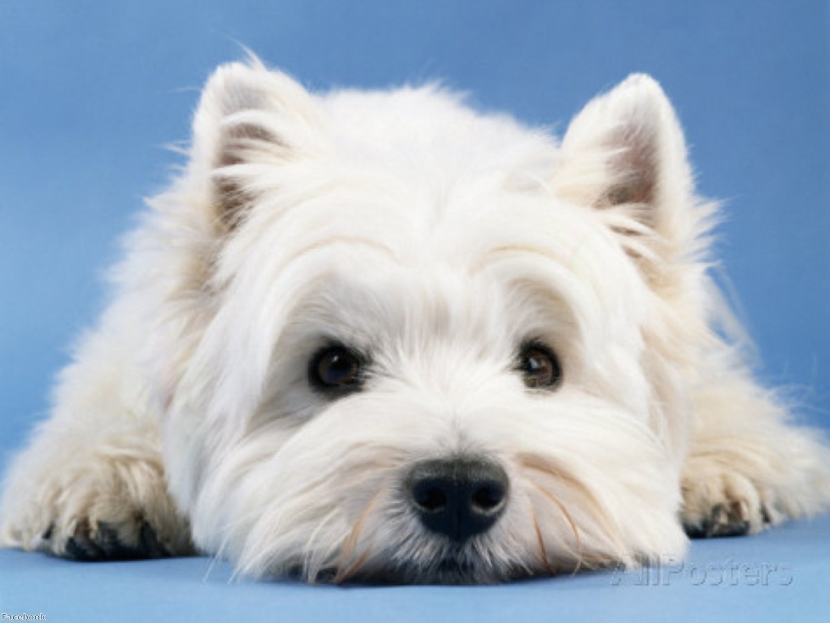 A West Highland Terrier was saved from the brink of death by the kiss of life
