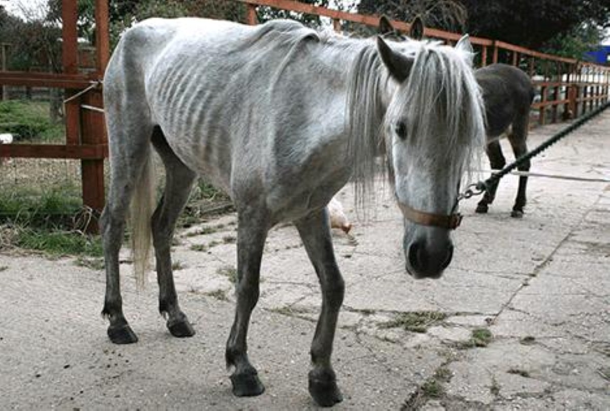 Hillside Animal Sanctuary is looking for a touring caravan to help care for the neglected animals