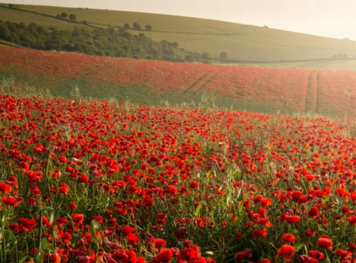 Poppies are among those on the list of flowers to vote for in Plantlife's poll