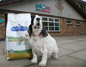 Hefty Harvey battles the bulge thanks to PDSA national competition
