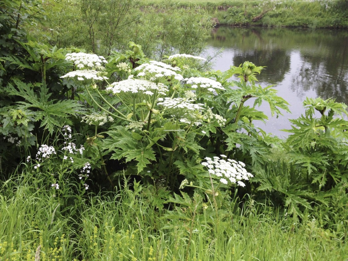 Giant Hogweed may look harmless, but this plant could seriously injure you