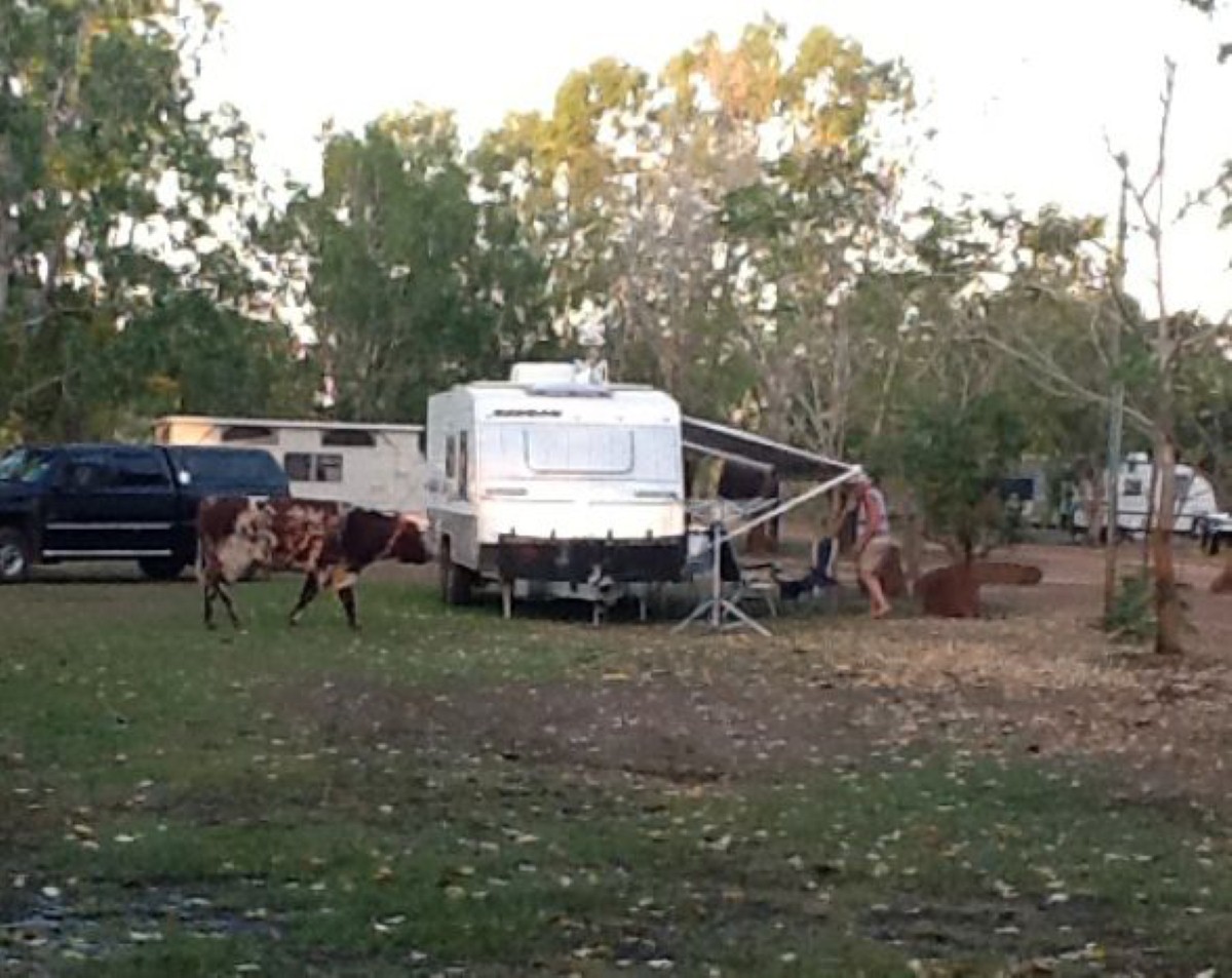 The bull approached a caravan and aggressively went after police