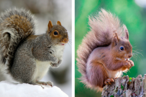 The red squirrel (right) was common in the UK before the larger grey squirrel took over its natural habitat during the 20th century