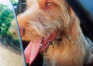 The RSPCA has issued advice on keeping your pets safe during the summer