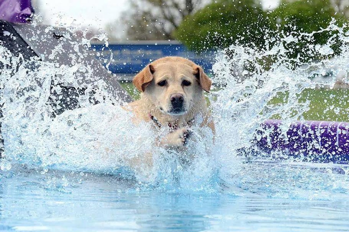 We have got 2 two night camping passes for your choice of four available shows up for grabs