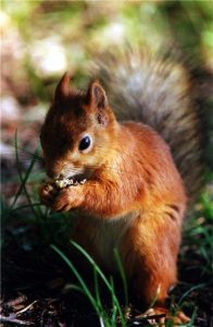 Red Squirrels Need Help