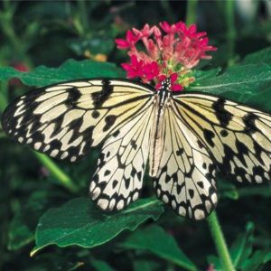 Butterflies have seen their numbers increase strongly in the UK