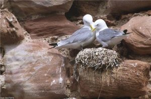 Avid twitchers can expect to see more than 200,000 birds gathering during the Seabird Spectacle, including kittiwakes (pictured)